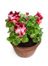 Colorful Pelargonium flowers in old clay flowerpot isolated on white