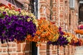 Colorful Pelargonium Geraniums Flowers