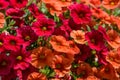 Colorful Pelargonium Geraniums Flowers