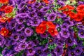 Colorful Pelargonium Geraniums Flowers