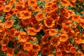 Colorful Pelargonium Geraniums Flowers