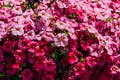 Colorful Pelargonium Geraniums Flowers