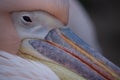 Colorful Pelican Beak Royalty Free Stock Photo