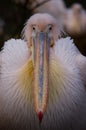 Colorful Pelican Beak