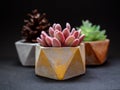 Colorful pentagon geometric planters. Painted concrete planters for home decoration