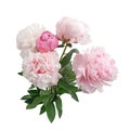 Colorful peonies isolated white in beautiful style. Pink fresh peonies. Spring summer wedding background.