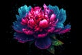 Colorful peony blossom with water drops isolated on pure black background