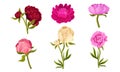 Colorful Peony Flower Buds on Green Stems with Showy Petals Vector Set