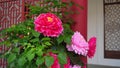 Colorful peony flowers decorating at the Chinese temple.