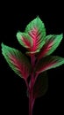 Colorful Peppermint Exquisite Design AI Generated