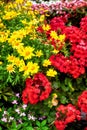 Colorful perennial geranium and yellow daisy flowers