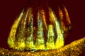 Colorful peristome teeth of a moss, glowing in polarization microscopy Royalty Free Stock Photo