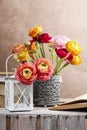 Colorful persian buttercup flowers (ranunculus)