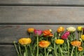 Colorful persian buttercup flowers ranunculus on wooden background Royalty Free Stock Photo