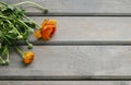 Colorful persian buttercup flowers ranunculus on wooden background Royalty Free Stock Photo