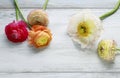 Colorful persian buttercup flowers ranunculus on wooden background Royalty Free Stock Photo