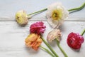 Colorful persian buttercup flowers ranunculus on wooden background Royalty Free Stock Photo