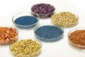 Colorful pesticide-treated rapeseed, sunflower, wheat, pea, soy, and corn seeds in a petri dish in the lab Royalty Free Stock Photo