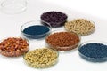 Colorful pesticide-treated rapeseed, sunflower, wheat, pea, soy, and corn seeds in a petri dish in the lab Royalty Free Stock Photo