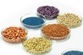 Colorful pesticide-treated rapeseed, sunflower, wheat, pea, soy, and corn seeds in a petri dish in the lab Royalty Free Stock Photo