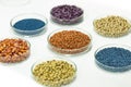 Colorful pesticide-treated rapeseed, sunflower, wheat, pea, soy, and corn seeds in a petri dish in the lab Royalty Free Stock Photo