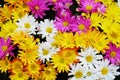 Colorful petals and flowers, natural background, garden beauty Royalty Free Stock Photo