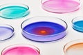 Colorful Petri dishes with media in a microbiology laboratory. Chemical research with different liquids. Development of vaccine