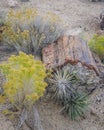 Colorful Petrified Wood