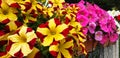Colorful petunia or begonia flowers
