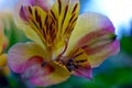 Colorful petunia blossom closeup