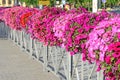 Colorful petunia flowers