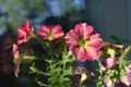 Colorful petunia flowers on the balcony. Small urban home garden with blooming plants. Sunny summer day Royalty Free Stock Photo