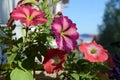 Colorful petunia flowers on the balcony. Urban home garden with blooming plants. Royalty Free Stock Photo
