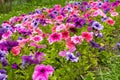 Colorful petunia flowers bed, mixed colors