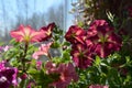 Colorful petunia flowers bloom from spring until frost. Beautiful plants for balcony greening Royalty Free Stock Photo