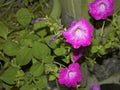 Colorful petunia flowers blooming in the garden Royalty Free Stock Photo