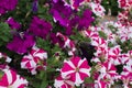 Colorful petunia flowers blooming in the garden Royalty Free Stock Photo