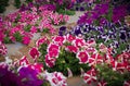 Colorful petunia flowers blooming in the garden Royalty Free Stock Photo