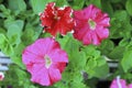 Colorful petunia flowers blooming in the garden Royalty Free Stock Photo