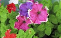 Colorful petunia flowers blooming in the garden Royalty Free Stock Photo