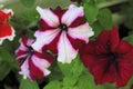 Colorful petunia flowers blooming in the garden Royalty Free Stock Photo