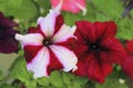 Colorful petunia flowers blooming in the garden Royalty Free Stock Photo