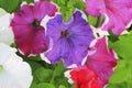 Colorful petunia flowers blooming in the garden Royalty Free Stock Photo