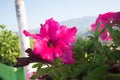 Colorful petunia flowers blooming Royalty Free Stock Photo