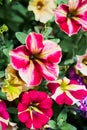 Colorful petunia flowers blooming Royalty Free Stock Photo