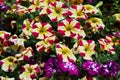Colorful petunia flowers blooming Royalty Free Stock Photo