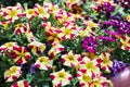 Colorful petunia flowers blooming Royalty Free Stock Photo