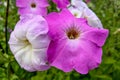 Colorful petunia flowers close up in garden Royalty Free Stock Photo