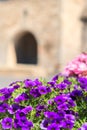 Colorful Petunia flowers