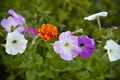 Colorful petunia flowers in the garden. Petunia close-up Royalty Free Stock Photo
